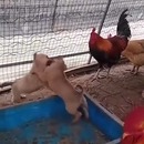 miniature pour Des poules ont organisé un combat de chiots