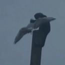 singe-tue-mouette-tete-poteau