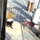 miniature pour 2 propriétaires de pitbulls les détachent pour attaquer un chat