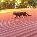 miniature pour 2 chats se bagarrent sur le toit