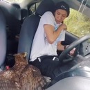 Un aigle atteri dans sa voiture par la fenetre