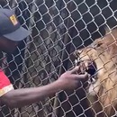 miniature pour Un gardien de zoo se fait bouffer un doigt par un lion