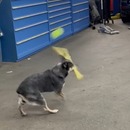 miniature pour Un chien qui sait frapper avec une batte de baseball