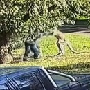 miniature pour Un kangourou attaque un homme et se fait plaquer au sol