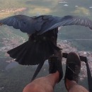miniature pour Un vautour se pose sur un homme en parapente