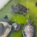 miniature pour Une tortue utilise son attaque pistolet à eau
