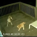 miniature pour Un coyote attaque un chat sur une terrasse