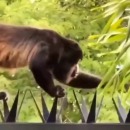Un singe traverse une palissade avec des piques