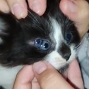 miniature pour Un chaton avec 3 yeux