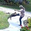 Un renard qui a la rage attaque une femme dans son jardin
