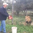 lion-interesse-gros-bout-viande