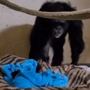 maman-chimpanze-retrouve-bebe-apres-soins