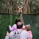 Un singe saute au dessus d'une famille sur un pont