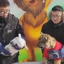 miniature pour Un tigre et un lapin ensemble pour la transition du nouvel an chinois