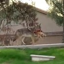 miniature pour Un coyote avec 2 chats dans la gueule