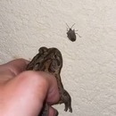 crapaud-meilleure-arme-contre-insectes-mur