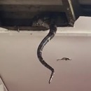 miniature pour Grosse surprise en voulant déloger un serpent du plafond
