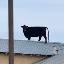 miniature pour Une vache sur le toit