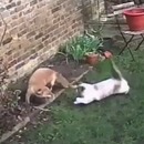 miniature pour Un chat empeche un renard de poser une patte dans son jardin