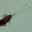 deux-fourmis-trainer-cafard-antennes