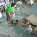 chat-defendre-pote-chien-attaque
