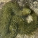 serpent-eau-algues