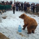 miniature pour Relacher un ours dans la nature avec une foule de personnes autour