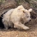 ours-polaire-sort-hibernation