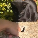 Un chat aide à récupérer des clés tombés dans un trou