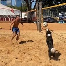 chien-joue-volley-ball-plage