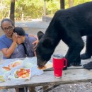 Un ours noir mange le pique-nique d'une famille devant eux