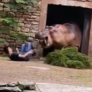Un hippopotame a failli croquer un gardien de Zoo en Chine