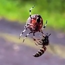 Une guêpe fait tourner une araignée en voulant lui échapper