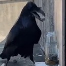 Un corbeau mets des cailloux dans une bouteille pour y boire l'eau