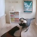 2 oiseaux emménagent dans une maison