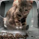 Des caméras dans les distributeurs de croquettes de chats