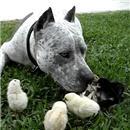 miniature pour Un pitbull gentil avec des poussins