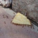 miniature pour Fourmis, Chips, et travail d'équipe