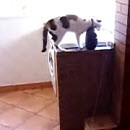 peu-exercice-pour-chat-avant-manger