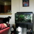 chat-saute-sur-aquarium