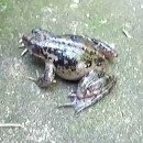 cri-une-grenouille