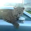 leopard-une-voiture