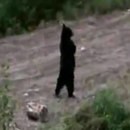 ours-marche-deux-pattes