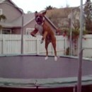 miniature pour Chien qui fait du trampoline