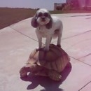 chien-sur-tortue