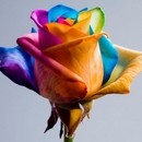fleurs-colorees