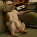 miniature pour Bouledogue assis sur un canapé et regarde la télé