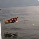 chien-saute-eau