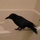 corbeau-bain