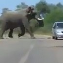 elephant-vs-voiture